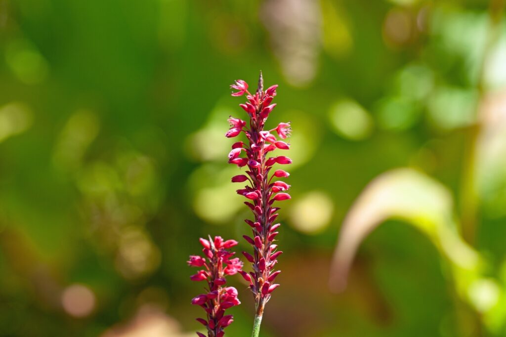 Baciami oltre il cancello del giardino (Persicaria orientalis) - (credito immagine: ChWeiss)