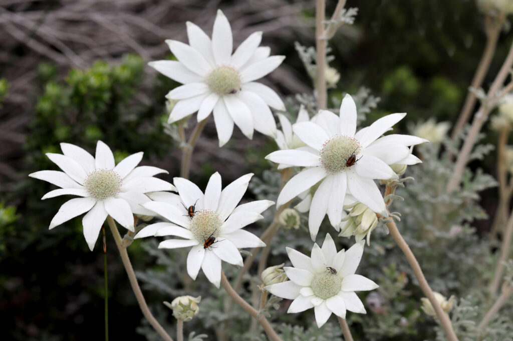 Flannel Flower (Actinotus helianthi) - (image credit:  kengriffiths.live.com)