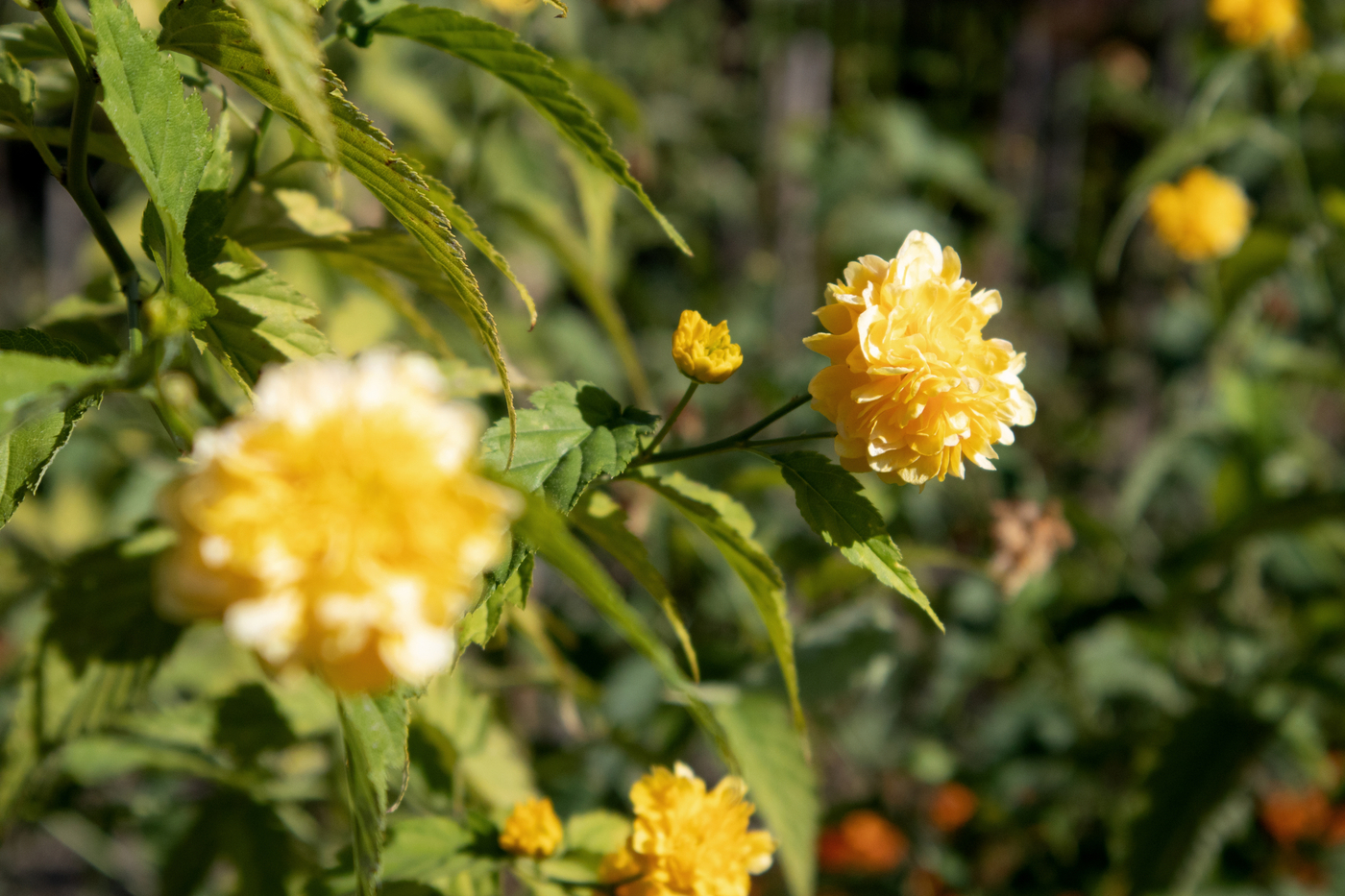 flowers that start with k - Japanese rose (Kerria japonica) - (image credit: mirrakos)