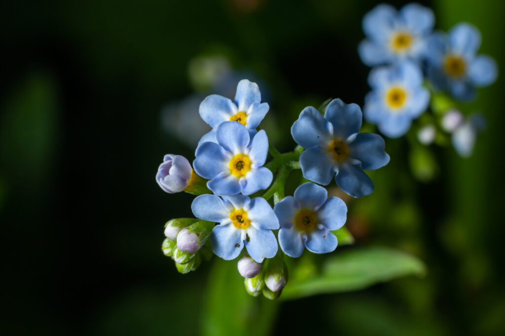 Forget-Me-Not (Myosotis sylvatica) - (image credit: olko1975)