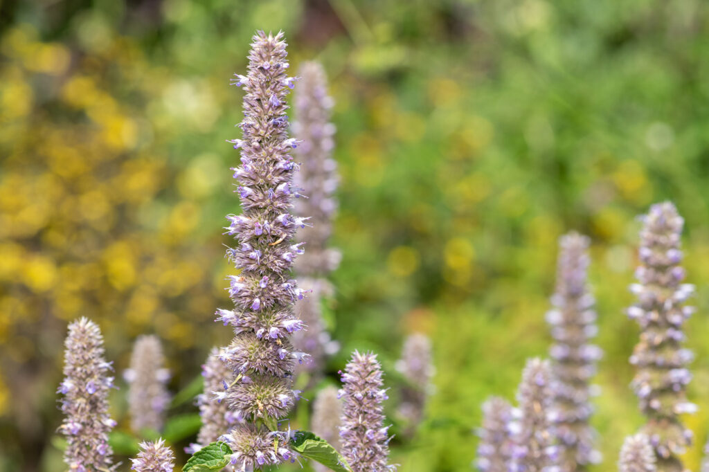 Issopo gigante (Agastache spp.) - credito immagine: tommeaker26@gmail.com