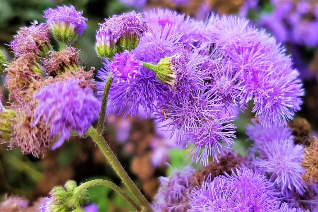 Floss Flower (Ageratum houstonianum) - (image credit: shahla_bluerich)