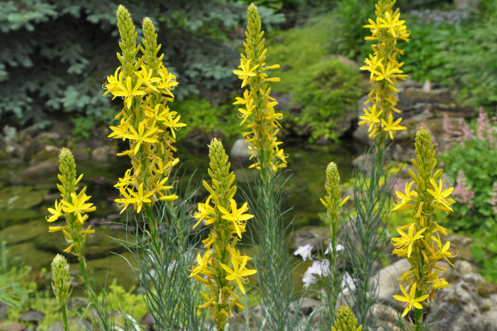 Lancia del re (Asphodeline lutea) - (credito immagine: orestligetka.ukr.net)