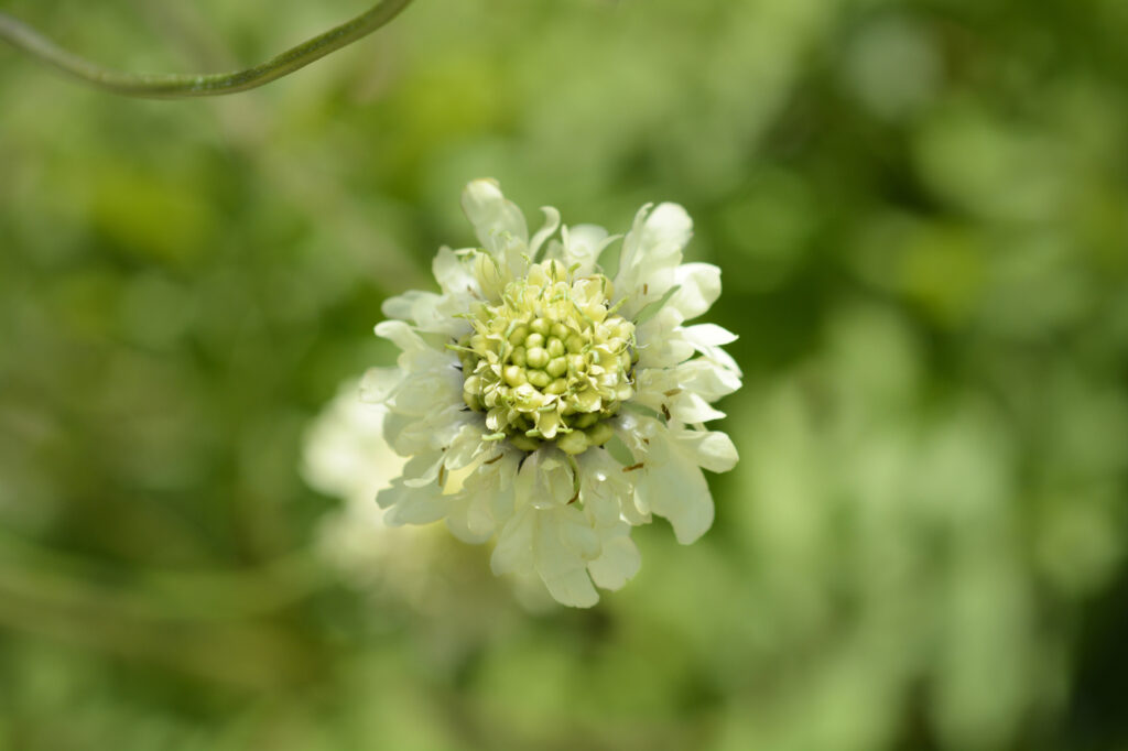 Cephalaria (Cephalaria gigantea)
- (image credit: nahhan)