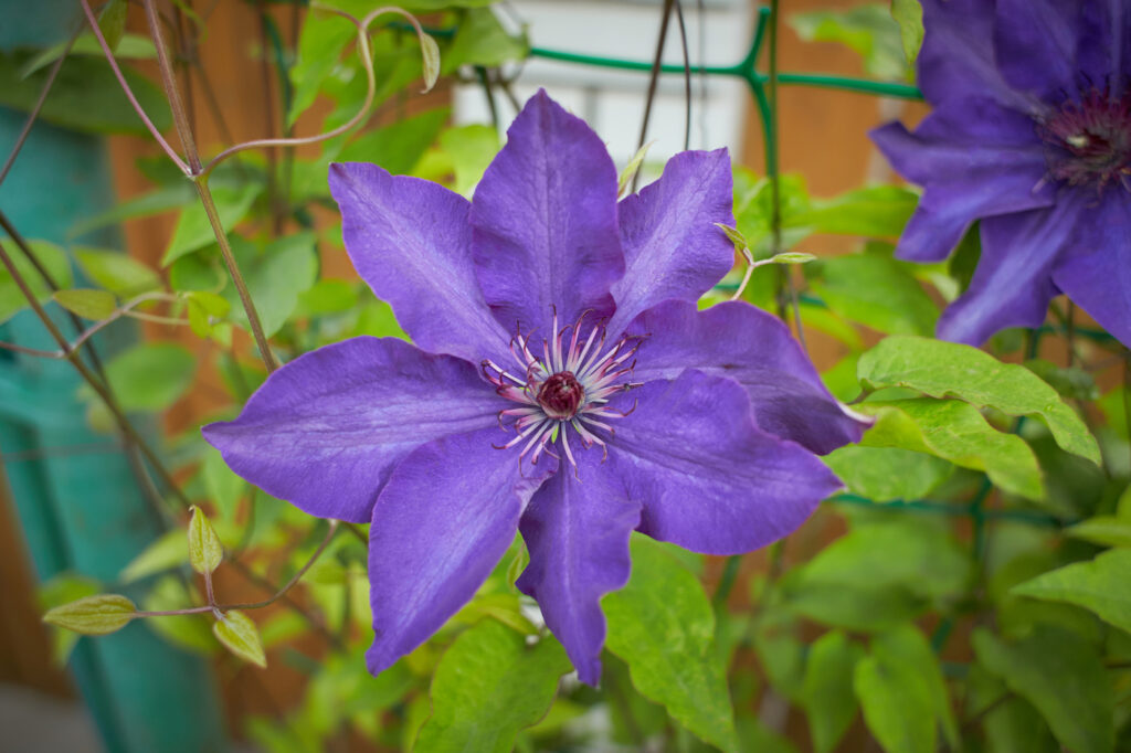 Clematis viticella (Virgin’s bower) - (image credit: IreneFox1)