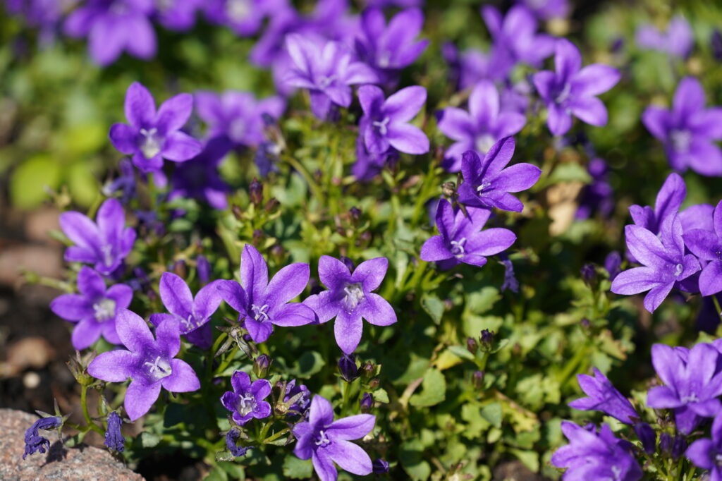 Campanula (Campanula rotundifolia) - (image credit: Sujitto)