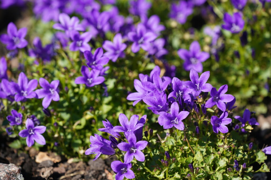 Harebell (Campanula rotundifolia) - (image credit: Sujitto)