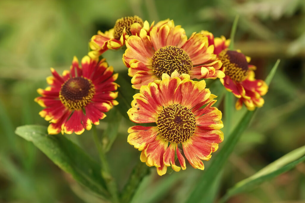 Helenium (Helenium autumnale) - (image credit: HeWall)