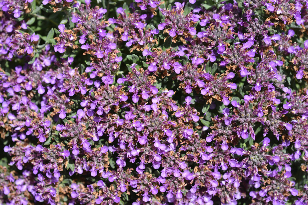 Germano (Teucrium spp.) - Credito d'immagine: nahhan)