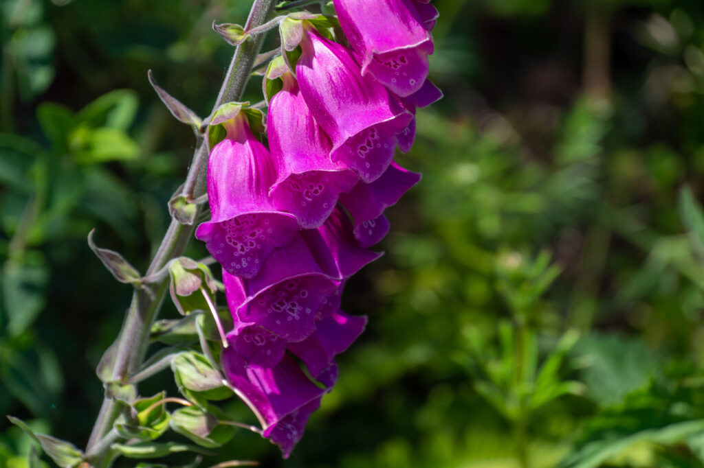 Foxglove (Digitalis purpurea) - (image credit: 02konon)