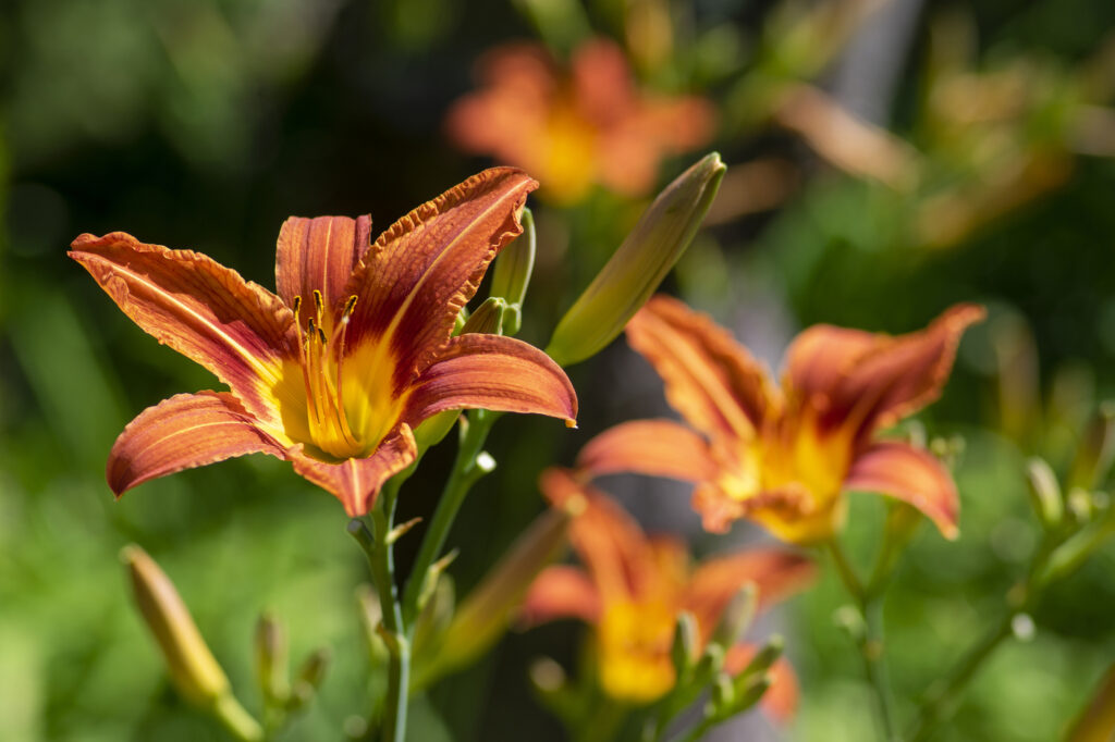 Hemerocallis (Hemerocallis spp.)
- (image credit: ivusakzkrabice)