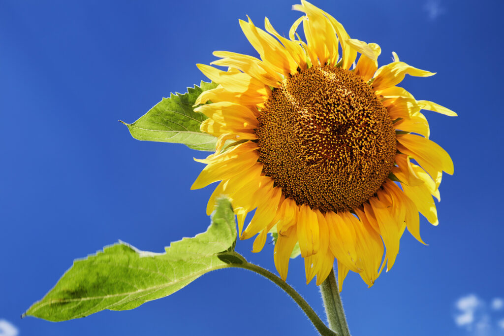 Helianthus annuus (Sunflower) - (image credit: muha04)