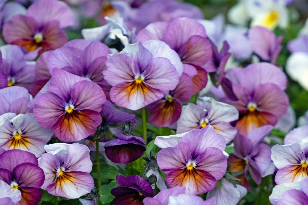 Horned Violets or Pansies (Viola cornuta) - (image credit: kama71)