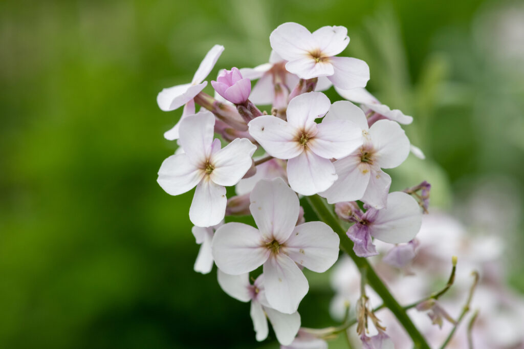 Honesty Flower (Lunaria annua) - (image credit: tommeaker26@gmail.com)