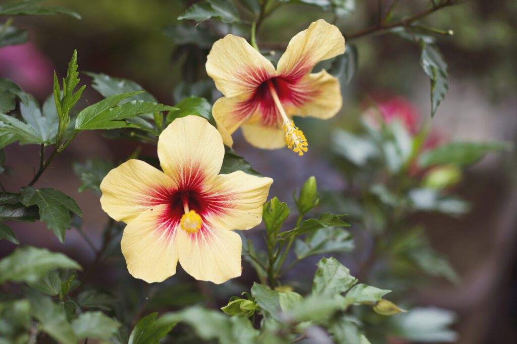 Gumamela (Hibiscus rosa-sinensis) - (credito immagine: Ansonde)