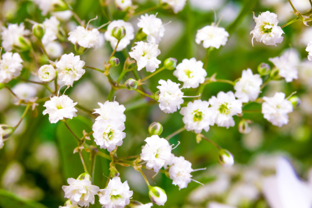 Gypsophila spp. (Alito di bambino) - (credito immagine: mszucs)