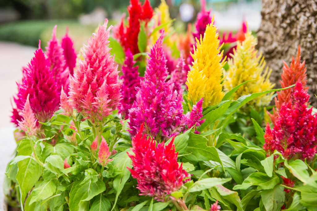 Cockscomb (Celosia argentea) - (image credit: seksan44)