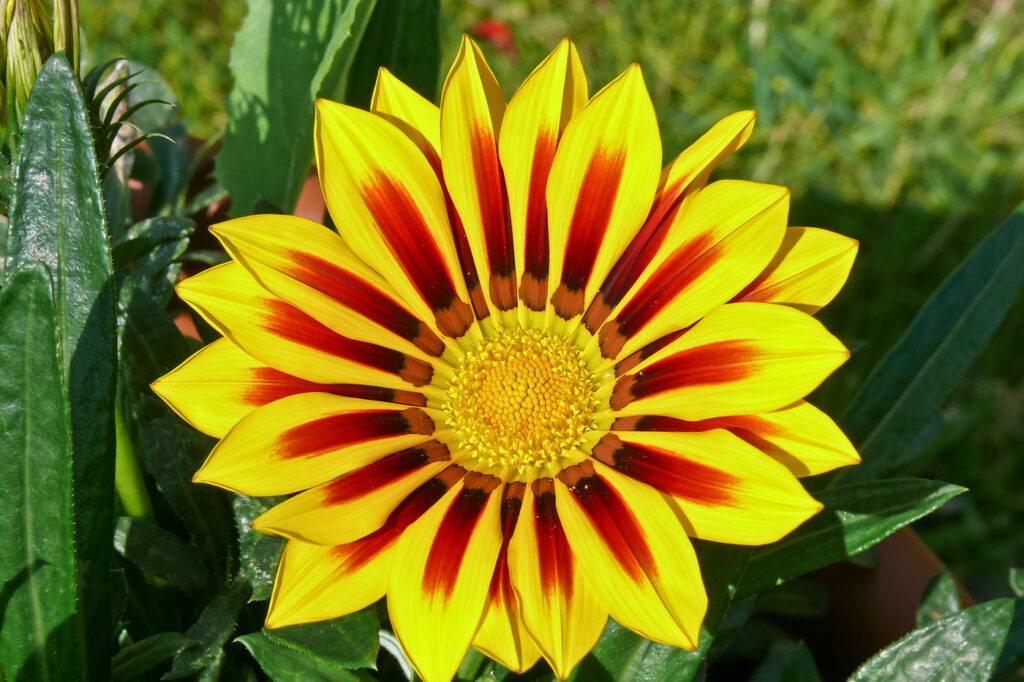 Gazania (Gazania rigens) - (credito immagine: anjonik)