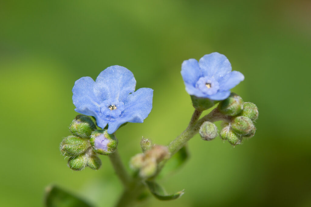 Chinese forget-me-not (Cynoglossum amabile) - (image credit: okiepony)