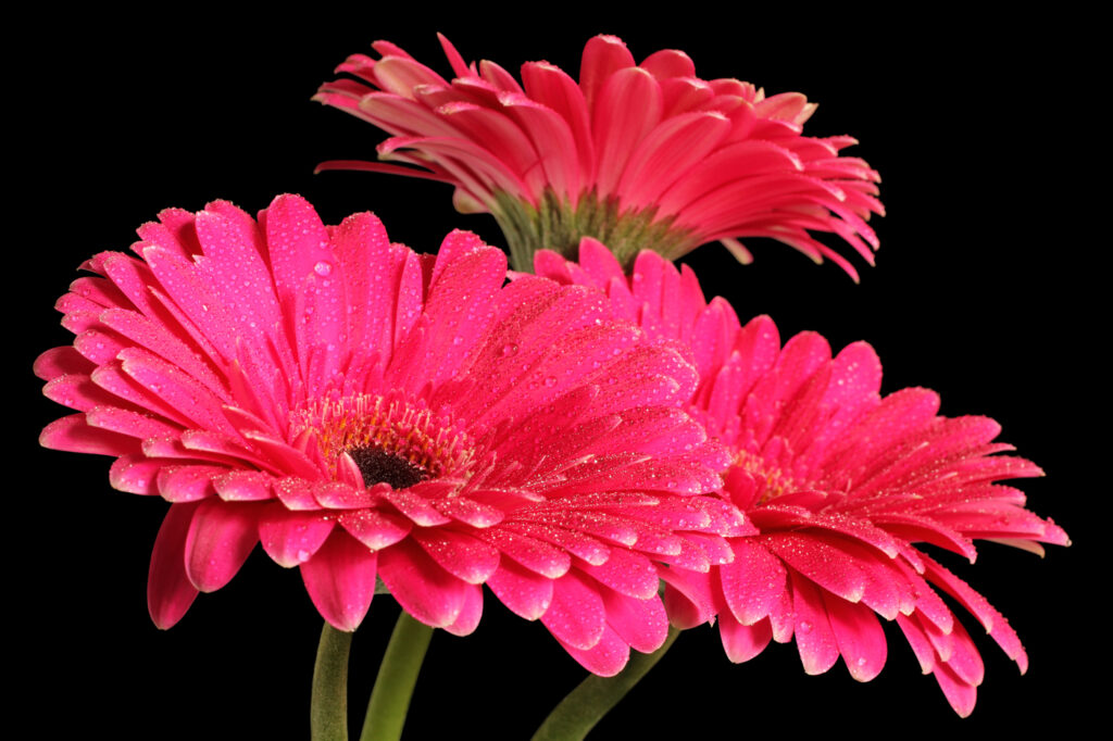 Margherita gerbera (Gerbera jamesonii) - (credito immagine: M_photographer)