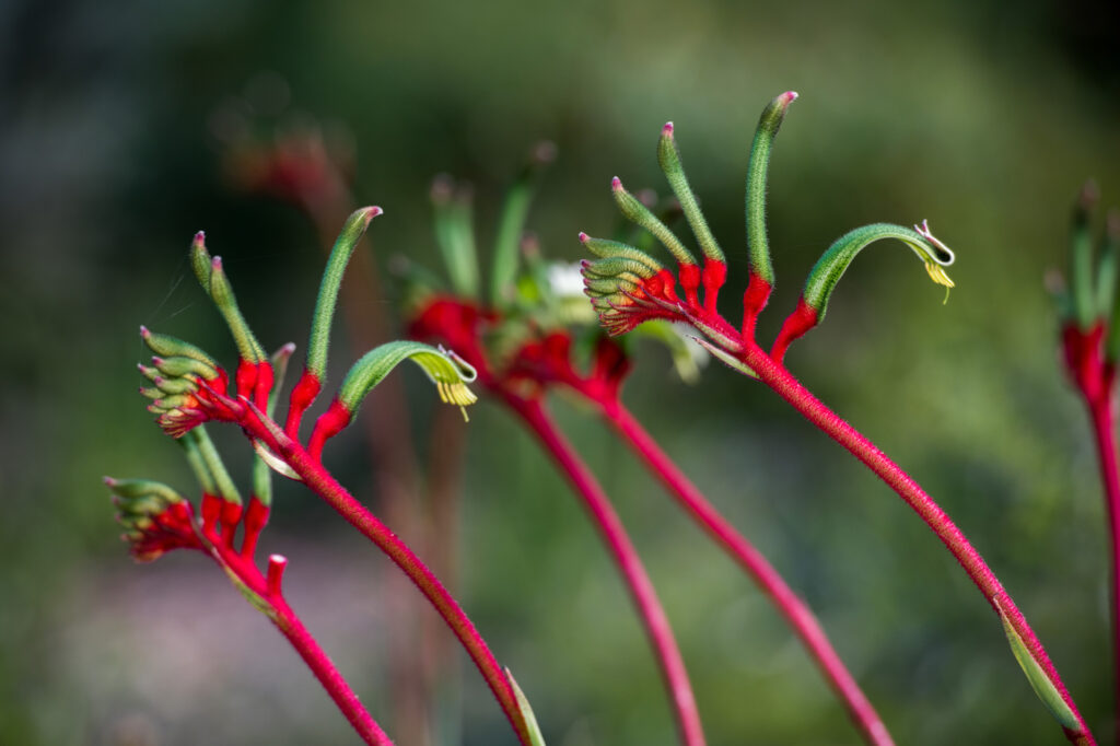 Zampa di canguro (Anigozanthos) - (credito immagine: izanbar)