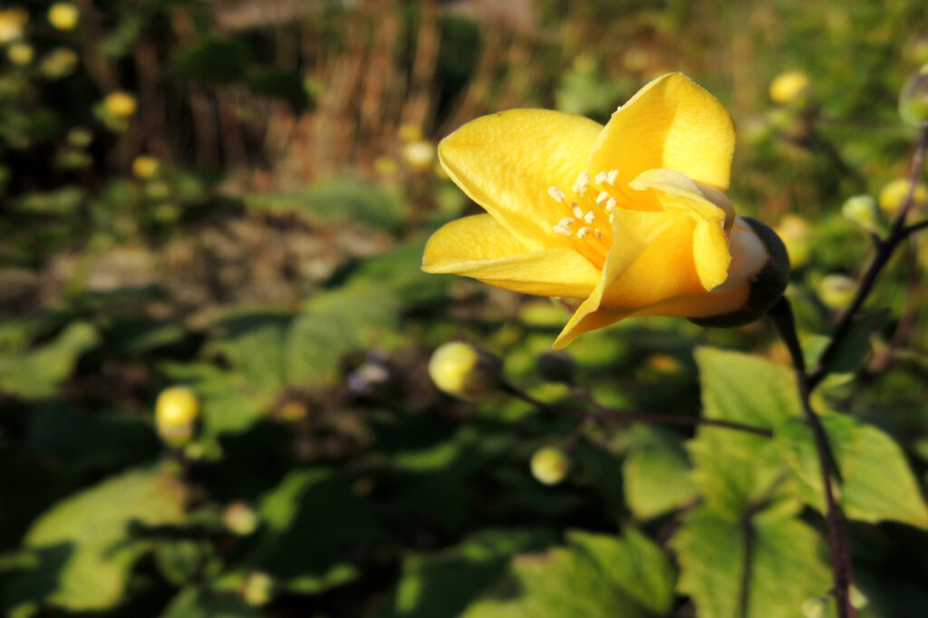 Kirengeshoma palmata (Yellow-Wax Bells) - (image credit: ZanozaRu)