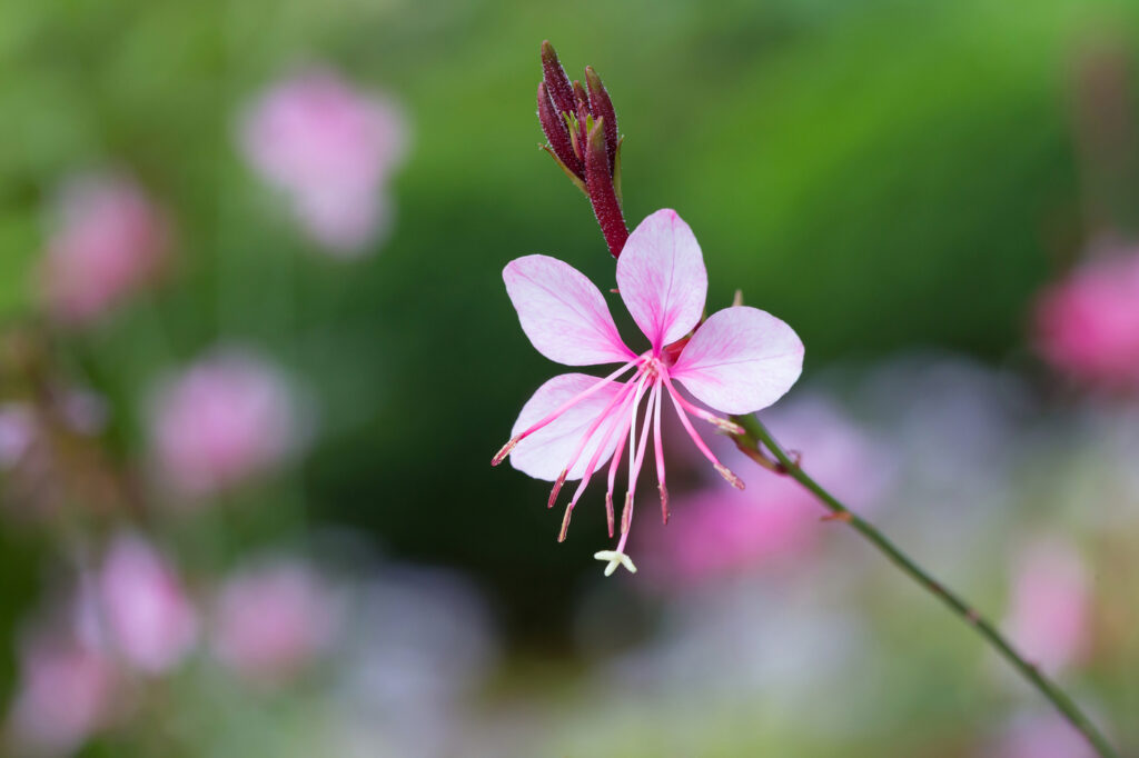 Gaura lindheimer (fiore della bacchetta) - (credito immagine: Praiwun)