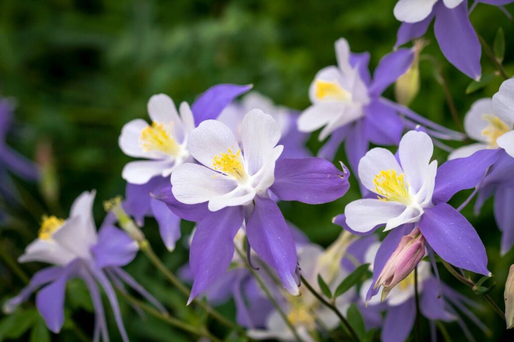 blue columbine flower (Aquilegia spp.)