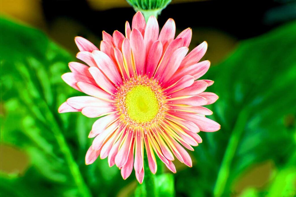 China asters flower (Callistephus chinensis)