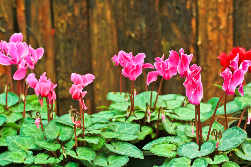 Cyclamen (Cyclamen purpurascens) - (image credit: Deerphoto)