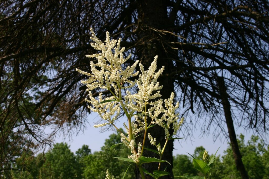 Fiore di vello gigante (Persicaria polymorpha) - (credito immagine: User:SB_Johnny)