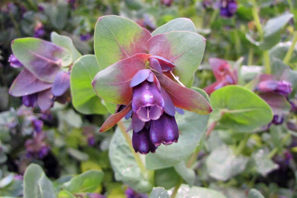 Cerinthe (Cerinthe major subsp. purpurascens) - (image credit: 阿橋 HQ)