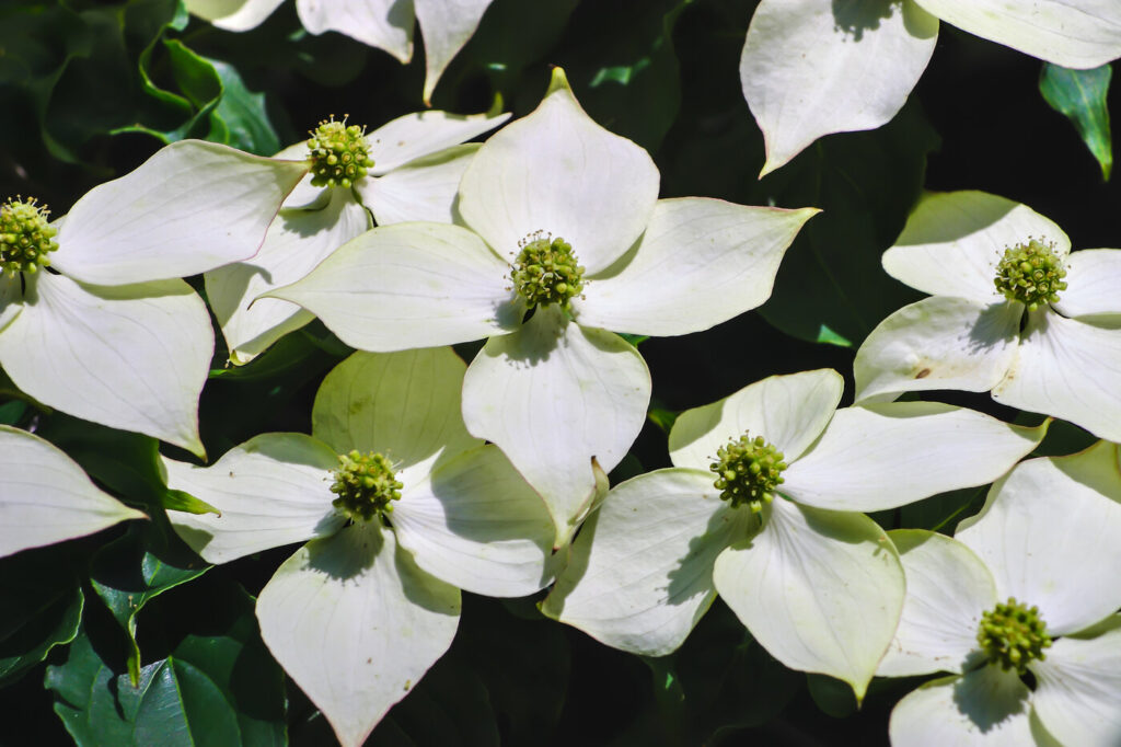 Chinese dogwood (Cornus kousa) - image credit: WMeidinger