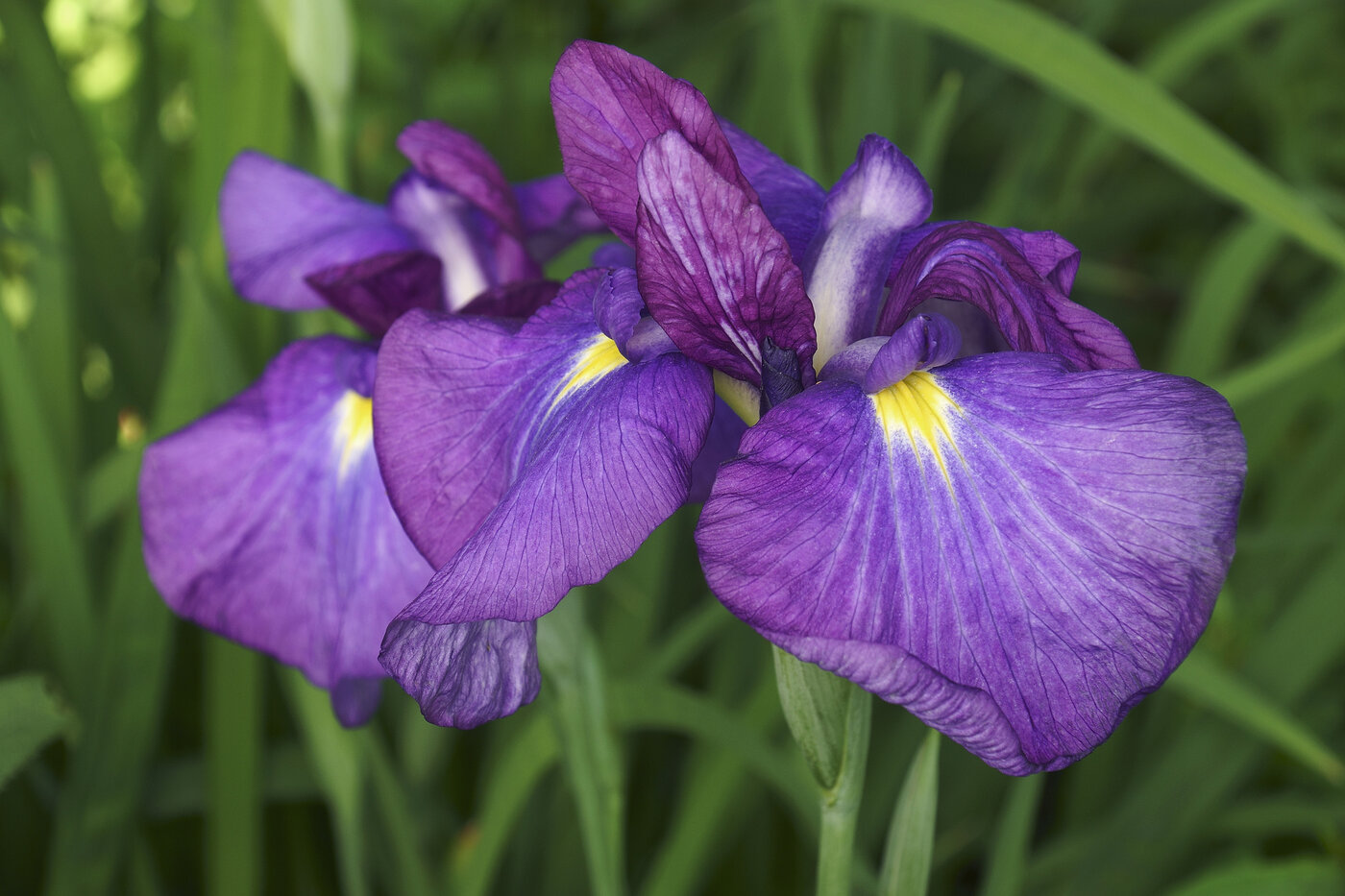 flowers that start with h - Hanashobu (Iris ensata) - (image credit: PantherMediaSeller)