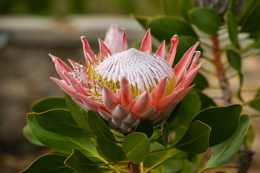 Protea reale (Protea cynaroides) - (credito immagine: brians101)