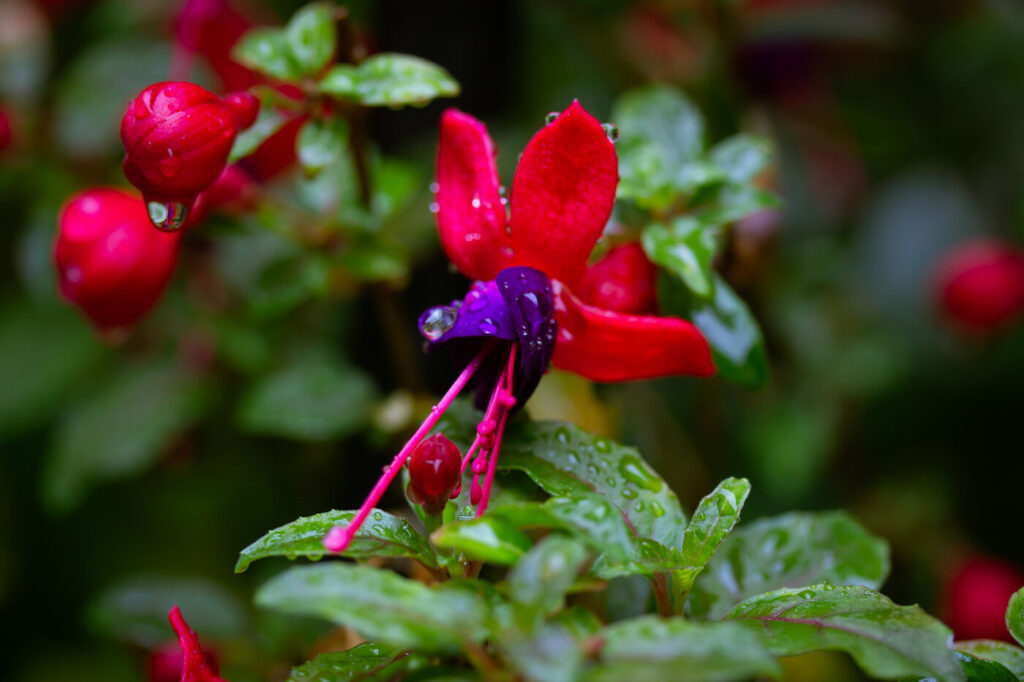 Fuchsia (Fuchsia spp.) - (image credit: IndividualOne)