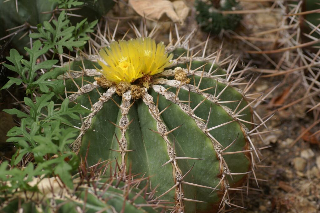 Cactus a botte gigante (Echinocactus platyacanthus) - (credito immagine: Ettrig)