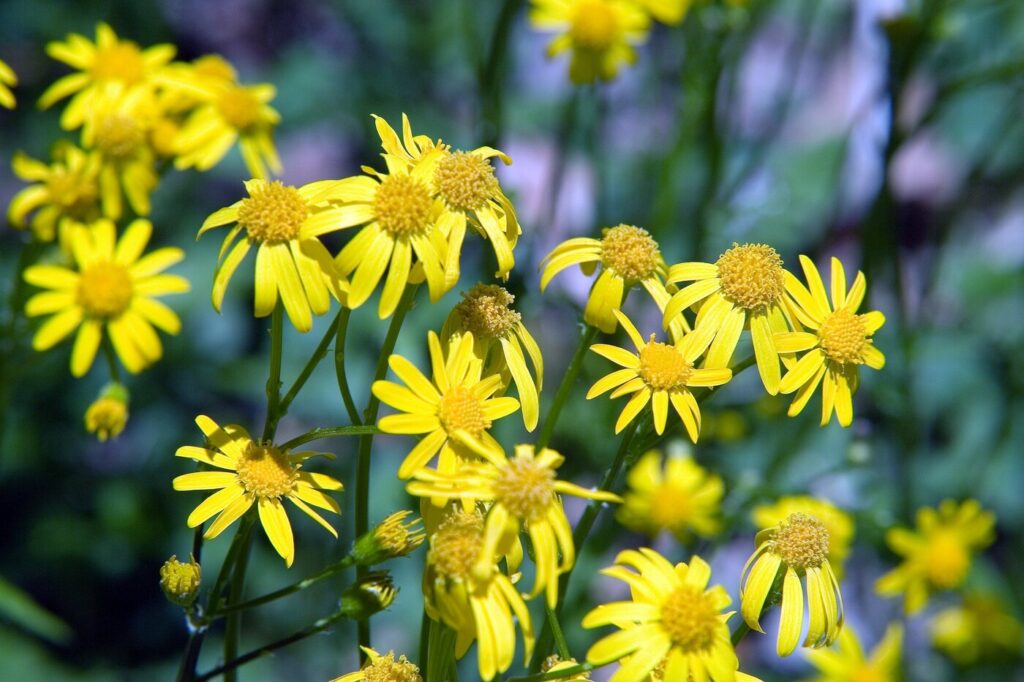 Senecio aureo (Senecio aureus) - (credito immagine: David J. Stang)