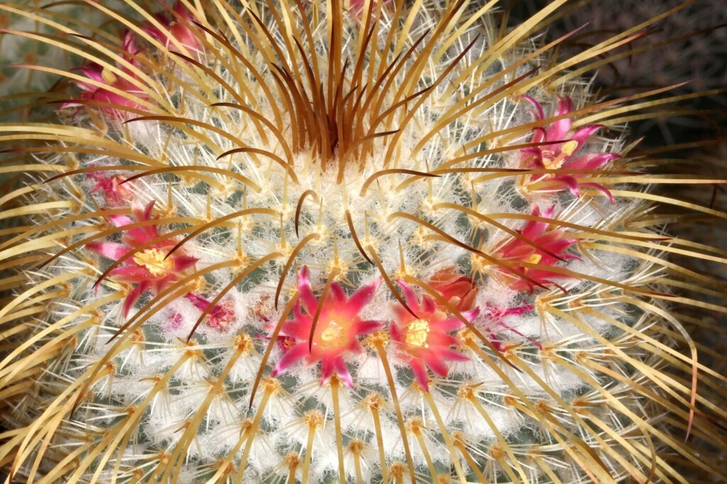 Mammillaria dixanthocentron (Mammillaria) - (image credit: Peter A. Mansfeld)