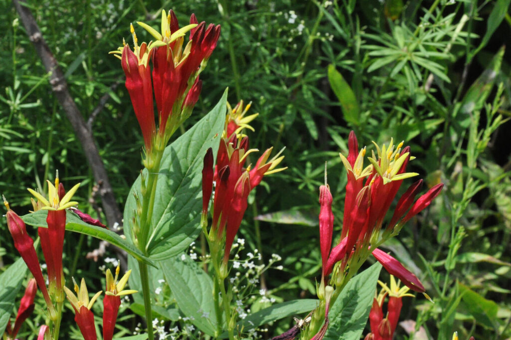 (Spigelia marilandica) rosa indiana - (credito immagine: Laura Blanchard)