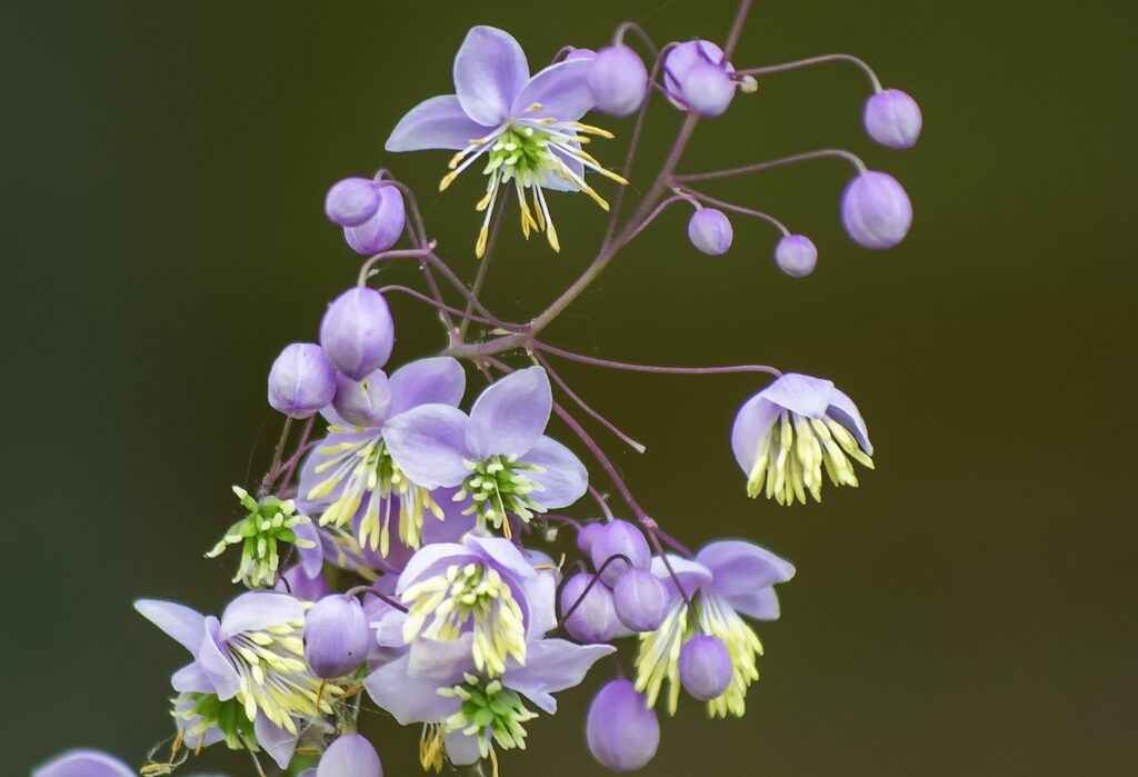 Meadow rue (Thalictrum rochebruneanum) - (image credit: Paul van de Velde)