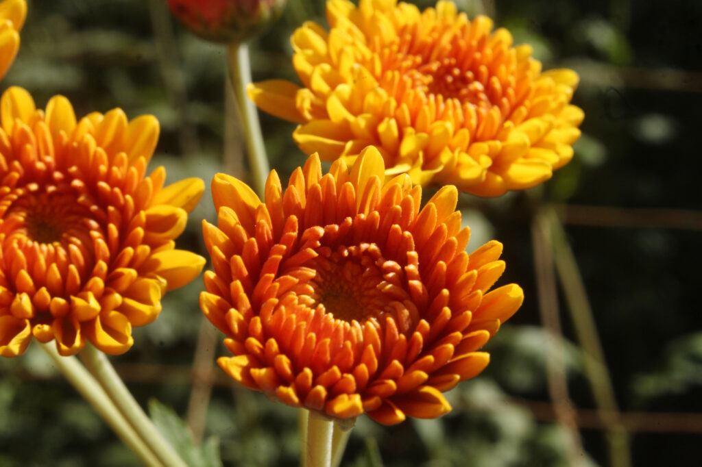 Mum (Chrysanthemum spp.) - (image credit: ferdie2551)