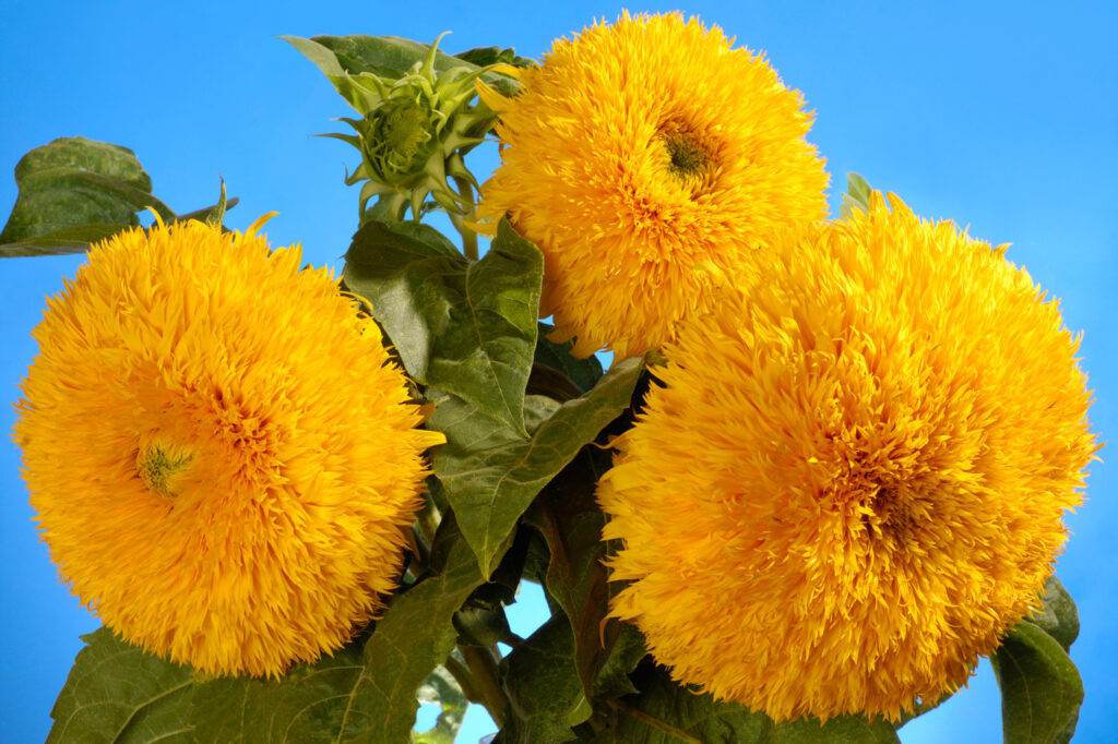 Girasole "Sungold" (Helianthus annuus) - (credito immagine: StockMax)