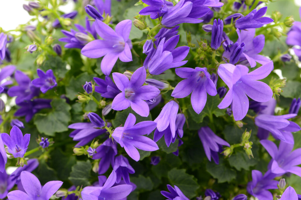 Campanula serba (Campanula poscharskyana) - (credito immagine: lcrms7)