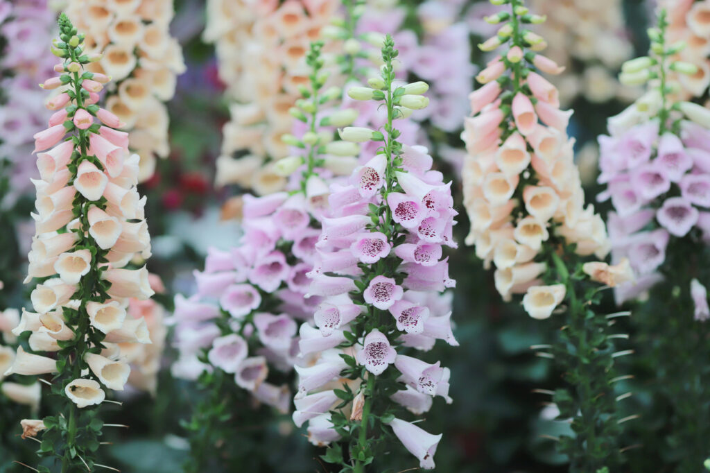 Snapdragon (Antirrhinum spp.) - (credito immagine: sameashk.yahoo.com)