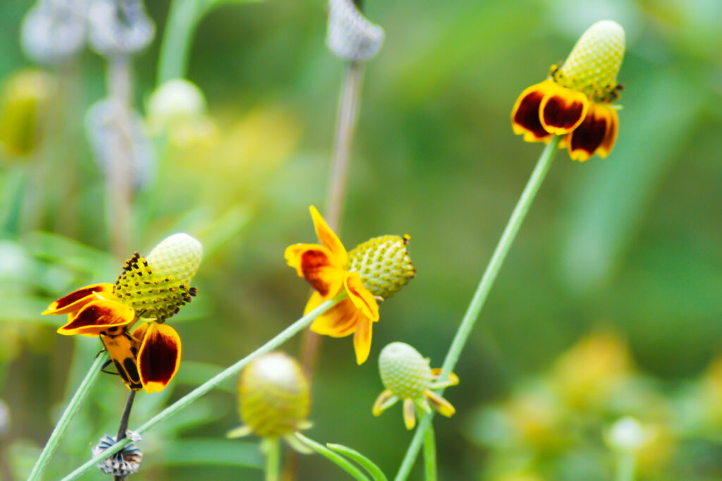 Mexican hat (Ratibida spp.)
 - (image credit: LWOPhotography)