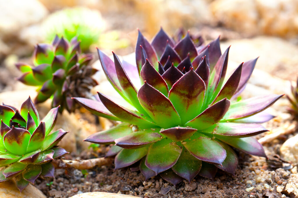 (Sempervivum spp.) Galline e pulcini - (credito immagine: motorolka)