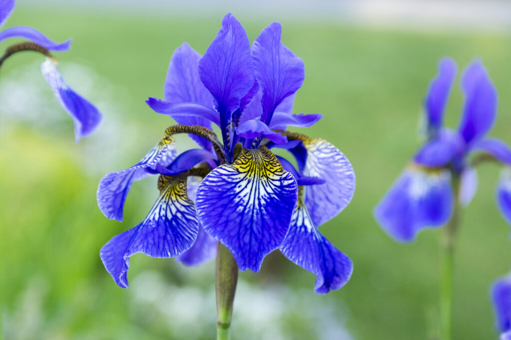 Iris siberiano (Iris sibirica) - (credito immagine: ivusakzkrabice)