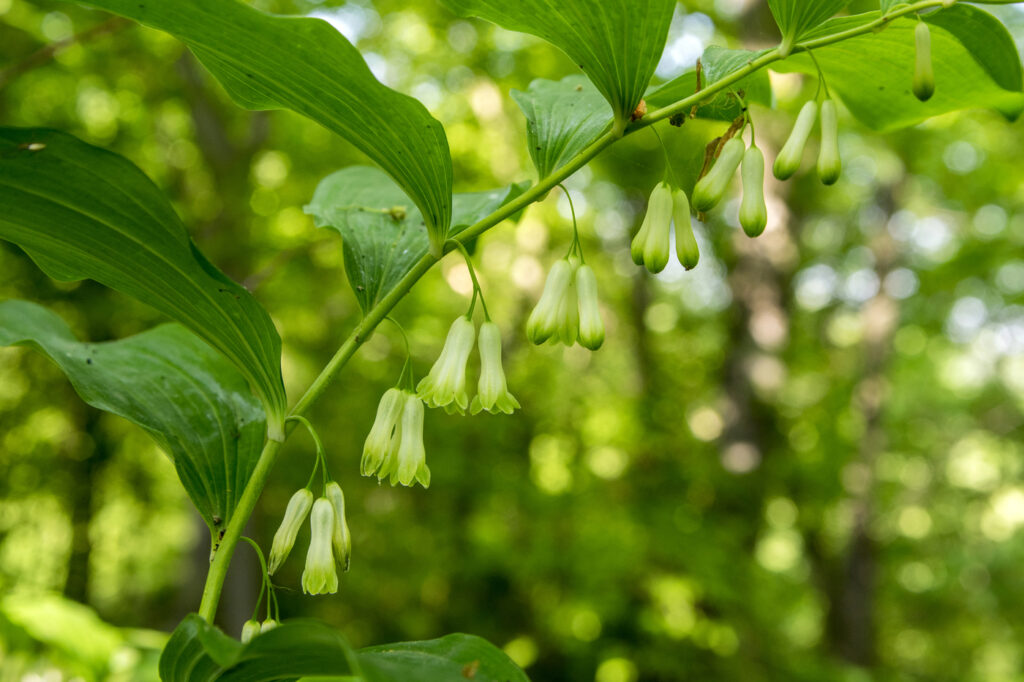 Sigillo di Salomone (Polygonatum biflorum) - (credito immagine: ivusakzkrabice)