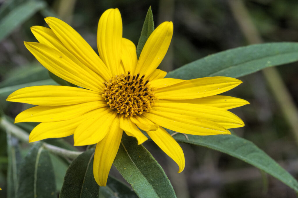 Maximilian sunflower (Helianthus maximiliani) - (image credit: kathyclark)